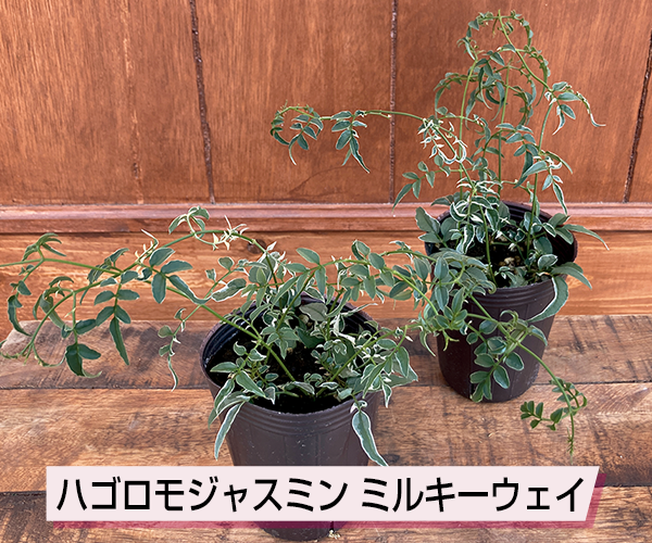 ハゴロモジャスミン ミルキーウェイ