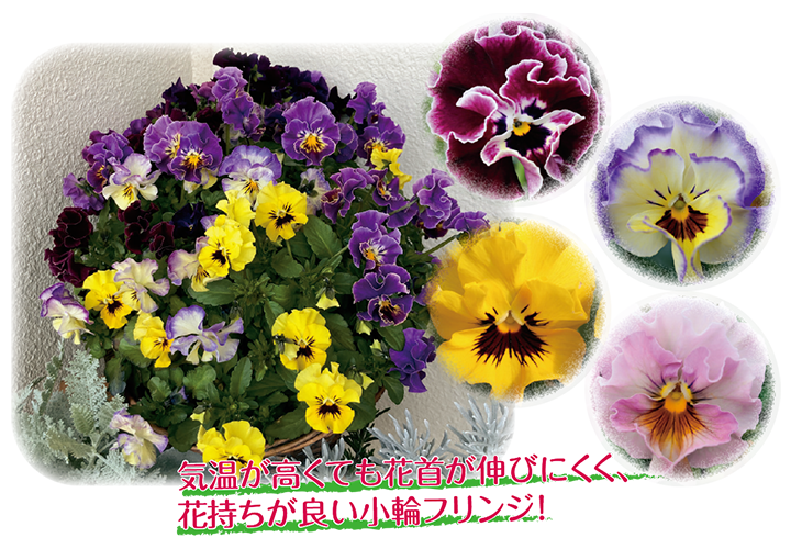まとまるフリル
