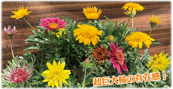ガザニア4色セット