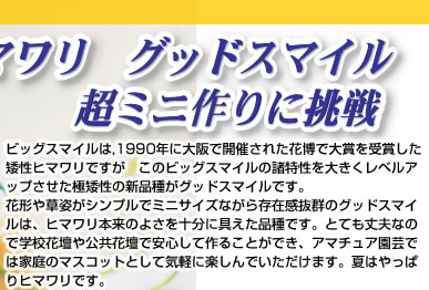 ヒマワリ　グッドスマイル 超ミニ作りに挑戦:ビッグスマイルは,1990年に大阪で開催された花博で大賞を受賞したワイ性ヒマワリですが　このビッグスマイルの諸特性を大きくレベルアップさせた極ワイ性の新品種がグッドスマイルです。