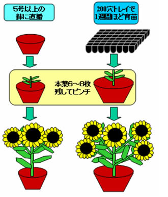 タキイの花 ヒマワリ グッドスマイル 元気な花をたくさん咲かせてみよう