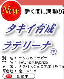uԂɖJ̉Ԃ𕢂s̉؂₩ ^LC琬@y`jA e[i