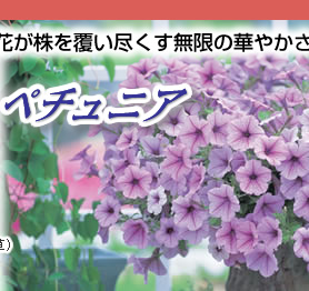 uԂɖJ̉Ԃ𕢂s̉؂₩ ^LC琬@y`jA e[i