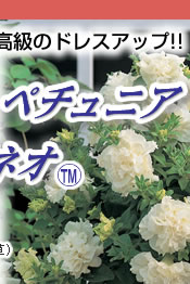 ؂̋ɂ݁Iō̃hXAbv!! ^LC琬@y`jA hXAbvlI
