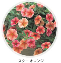 スターオレンジ