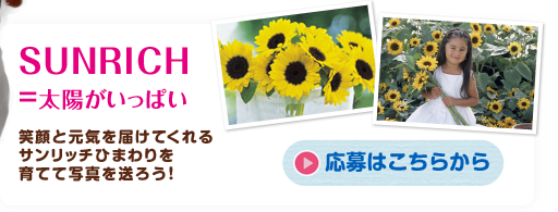 サンリッチひまわり タキイの花 タキイ種苗 サンリッチひまわり タキイの花 タキイ種苗