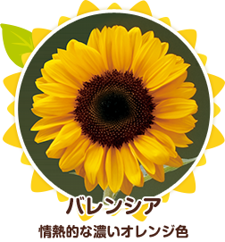 サンリッチひまわり品種紹介 サンリッチひまわり 花に関するポータルサイト タキイの花 タキイ種苗