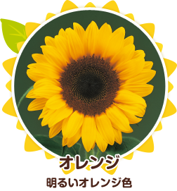 サンリッチひまわり品種紹介 サンリッチひまわり 花に関するポータルサイト タキイの花 タキイ種苗