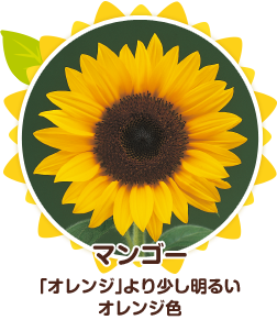 サンリッチひまわり品種紹介 サンリッチひまわり 花に関するポータルサイト タキイの花 タキイ種苗