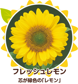 サンリッチひまわり品種紹介 サンリッチひまわり 花に関するポータルサイト タキイの花 タキイ種苗