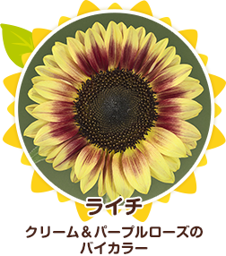 サンリッチひまわり品種紹介 サンリッチひまわり 花に関するポータルサイト タキイの花 タキイ種苗