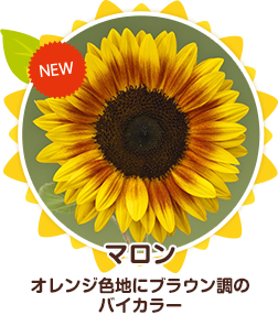 サンリッチひまわり品種紹介 サンリッチひまわり 花に関するポータルサイト タキイの花 タキイ種苗