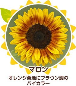サンリッチひまわり品種紹介 サンリッチひまわり 花に関するポータルサイト タキイの花 タキイ種苗