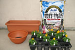 定植前