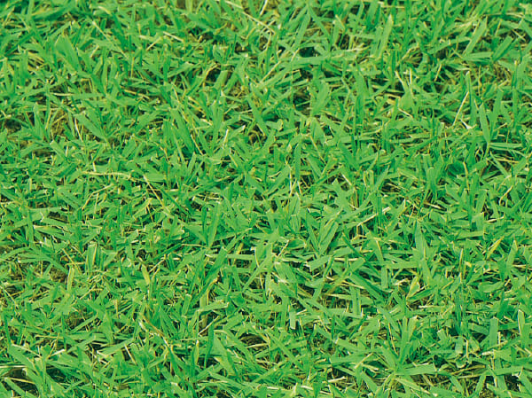 芝草の種類 芝 芝生なんでも百科 芝 緑化 緑肥 タキイ種苗