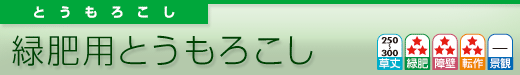 緑肥用とうもろこし