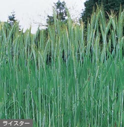 芝・緑化・緑肥 ～タキイの緑肥景観用作物～ - タキイ種苗｜らい小麦