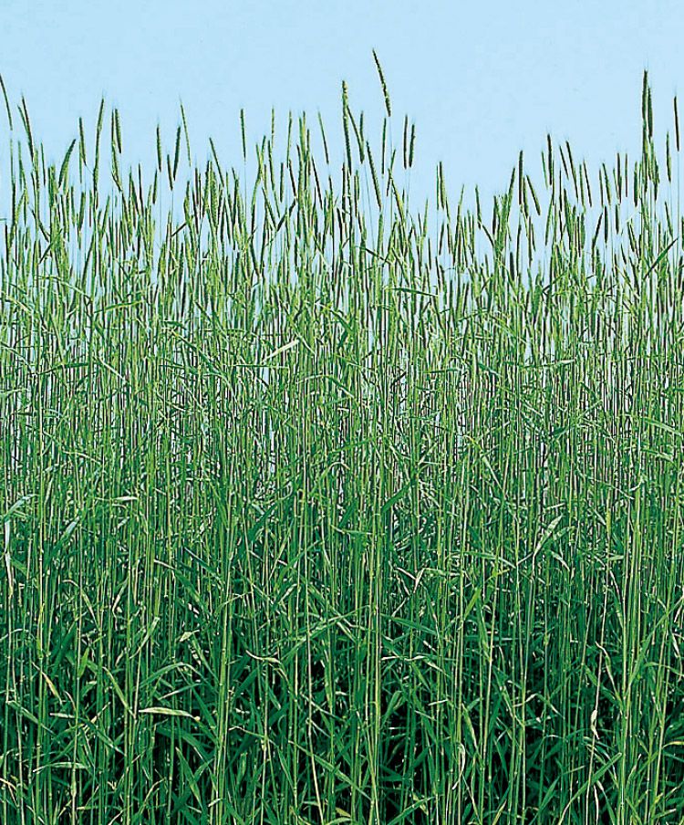 らい麦｜芝・緑化・緑肥 ～タキイの緑肥景観用作物～ - タキイ種苗