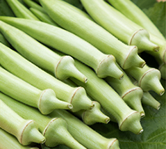 �w���V�G�̂��Љ�