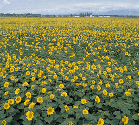 �Δ�i�ϗp�J�^���O