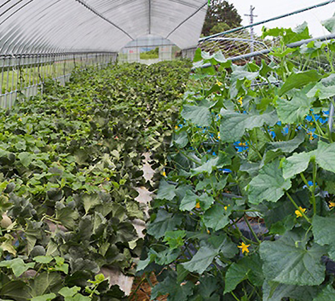 �i��I��ƍ͔|�Z�p�ʍؕ�