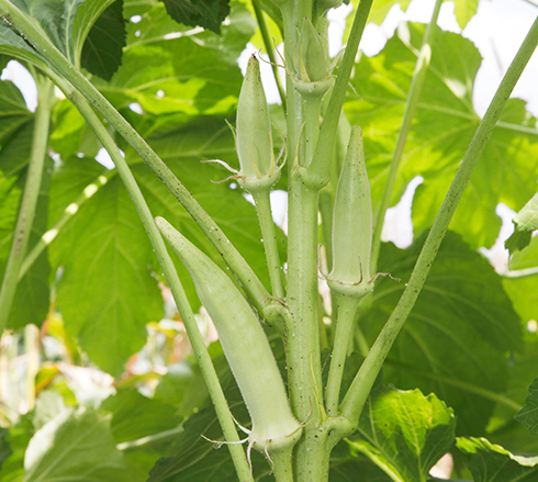 �w���V�G�͔|�̃|�C���g