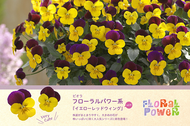 タキイ種苗株式会社