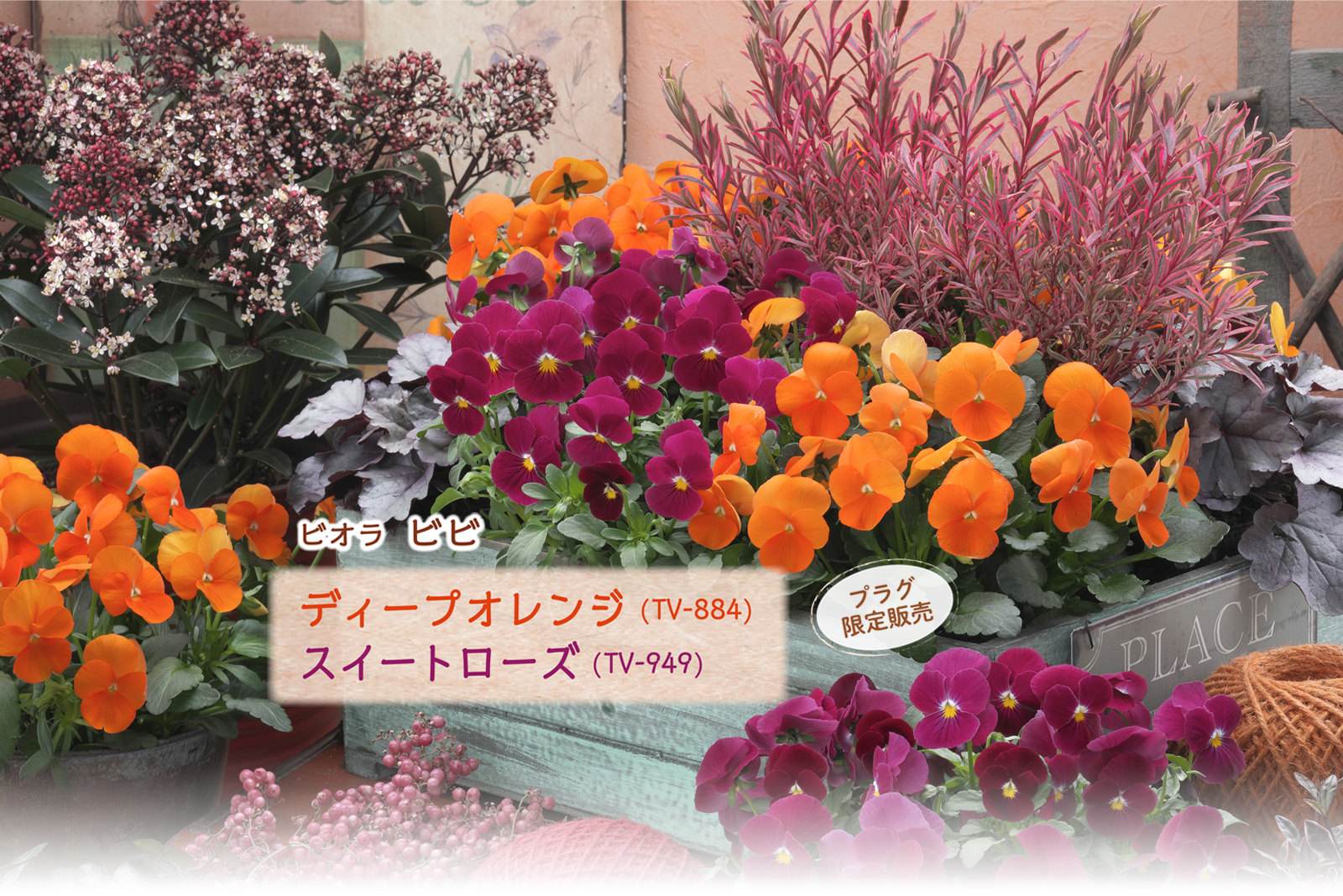 タキイ種苗株式会社 タキイ種苗株式会社