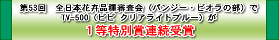 第53回　全日本花卉品種審査会（パンジー・ビオラの部）でTV-500（ビビ クリアライトブルー）が1等特別賞連続受賞