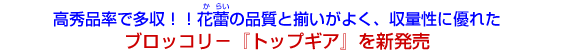 高秀品率で多収！！
花蕾の品質と揃いがよく、収量性に優れた
ブロッコリ－『トップギア』を新発売