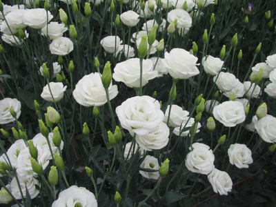 1等特別賞を受賞した『EU-036』は、花の中央部が盛り上がる立体的な花形が特長