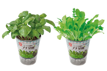 プチ菜園<栽培セット>
栽培イメージ
左:スイートバジル
右:ベビーリーフ