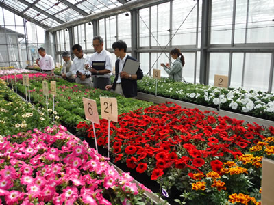 全日本花卉種苗審査会の様子