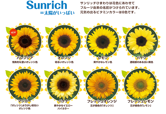 Sunrich太陽がいっぱい