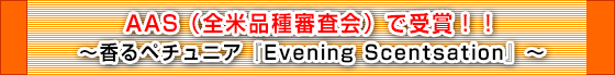 AAS（全米品種審査会）で受賞！！～香るペチュニア『Evening Scentsation』～