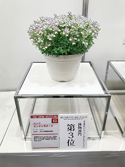 人気投票で３位に入賞したネメシア「ピンクレモネード」 