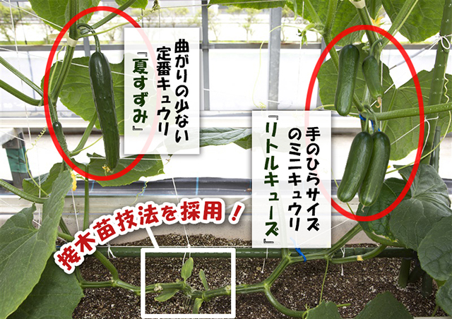 ミニミニきゅうり 長野県産 露地栽培 yqNVRJ4rnQ プチキュー ミニミニキュウリ苗野菜苗 きゅうり苗 胡瓜 ベランダ 露地栽培 Cucumbers 春野菜 夏野菜 春植え 夏植え