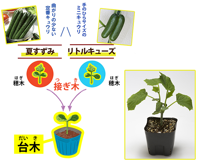 インフォメーション