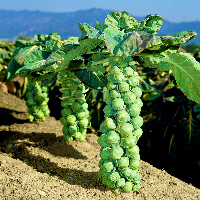 意外と知らない畑での姿 映え野菜 芽キャベツ インフォメーション