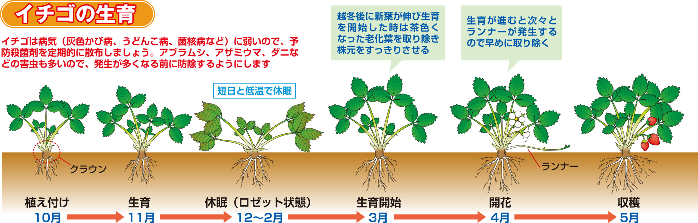 春におうちでイチゴ狩り イチゴのプランター栽培にチャレンジしよう インフォメーション