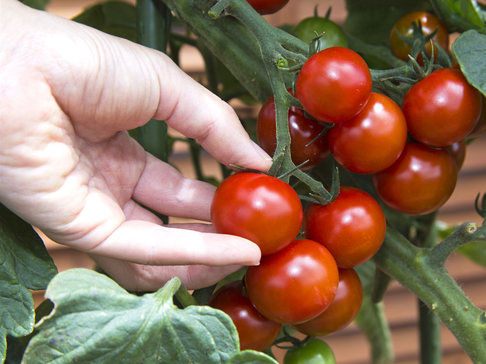 プロが教える プランター菜園のトリセツ トマト編 インフォメーション