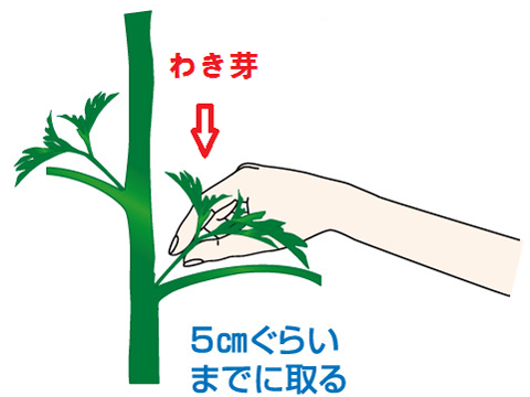 プロが教える プランター菜園のトリセツ トマト編 インフォメーション