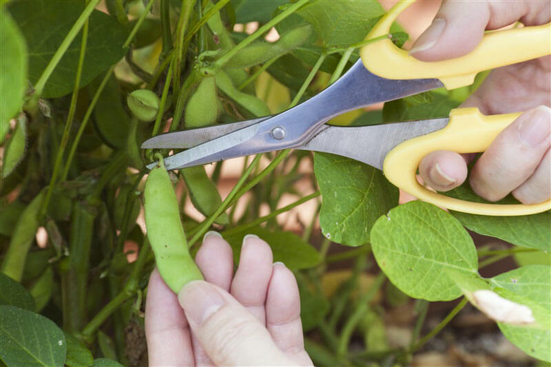 プロが教える プランター菜園のトリセツ エダマメ編 インフォメーション