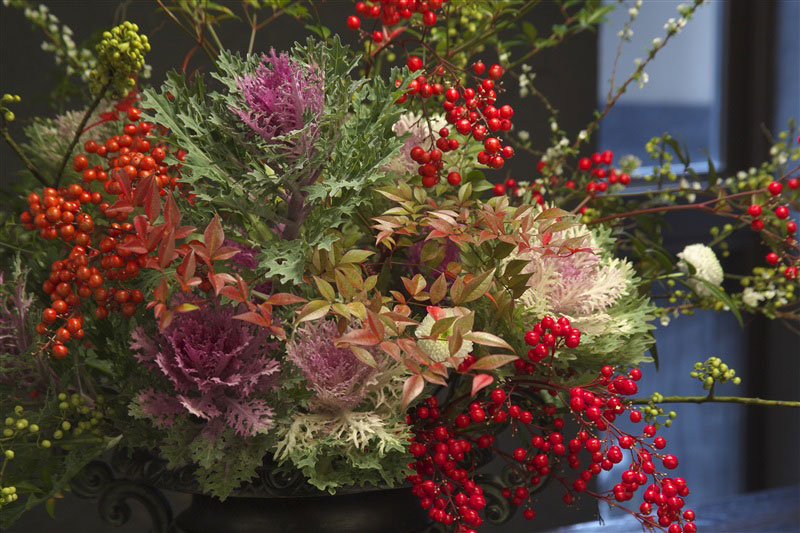 クリスマスやお正月に ハボタンの寄せ植え で冬のおうち時間を彩りませんか インフォメーション