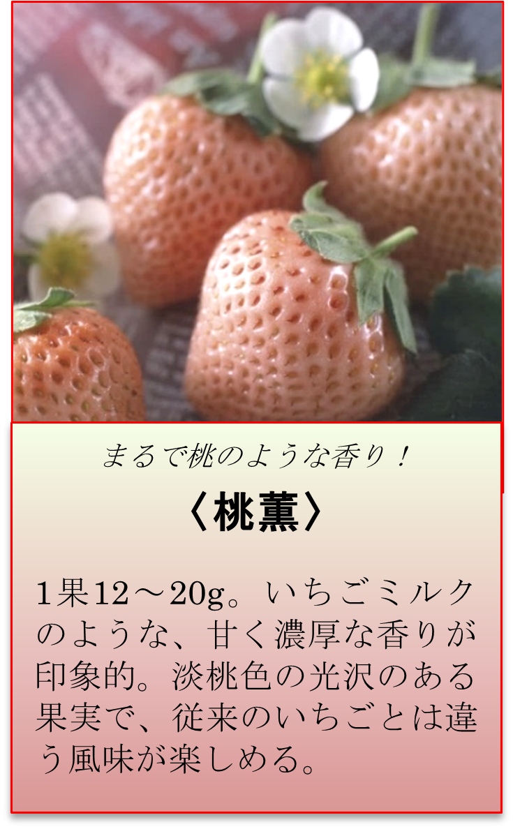 秋が植え付けのベストシーズン！プランター菜園で「イチゴ栽培」に