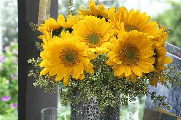 緑芯タイプ「フレッシュ」シリーズ ひまわり画像