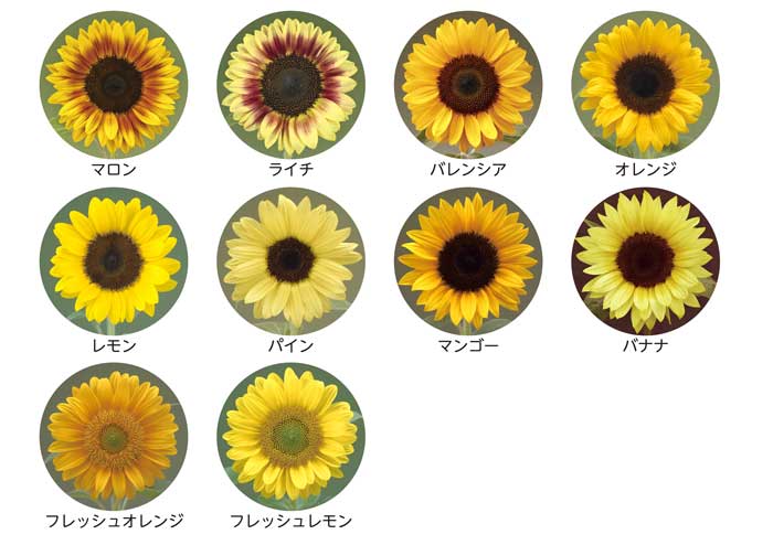 「サンリッチ」シリーズ 全10色