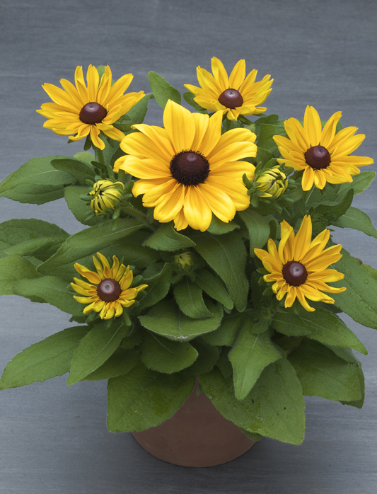 『F1 クレア ステイゴールド』の画像