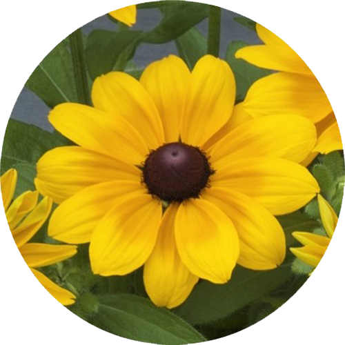 『F1 クレア ステイゴールド』のアップ画像