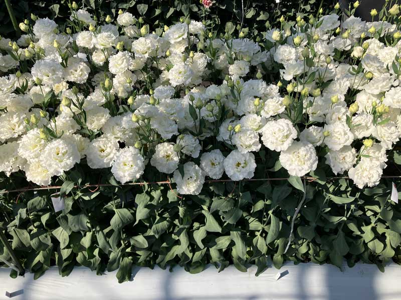 ���[�X�g�}�wEU1090�x�̉摜�P